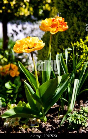 Tulip Sunlover „The Chameleon Tulip“ Stockfoto