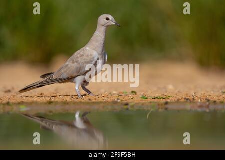 Halsbandtaube (Streptopelia decaocto), fotografiert im September in Israel Stockfoto