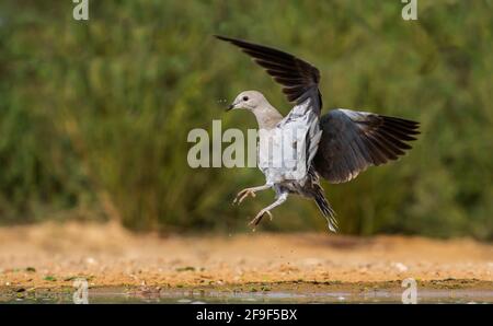 Halsbandtaube (Streptopelia decaocto), fotografiert im September in Israel Stockfoto