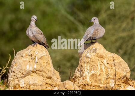 Halsbandtaube (Streptopelia decaocto), fotografiert im September in Israel Stockfoto