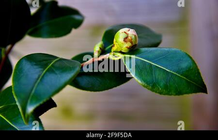 Camellia Japonica "Blood of China" Stockfoto