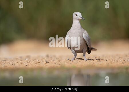 Halsbandtaube (Streptopelia decaocto), fotografiert im September in Israel Stockfoto