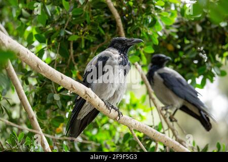 Krähe mit Kapuze (Corvus cornix) auf einem Ast die Krähe mit Kapuze ist ein weit verbreiteter Vogel, der in weiten Teilen Europas und des Nahen Ostens gefunden wird. Es ist ein omn Stockfoto