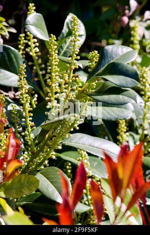 Prunus lusitanica (portugiesischer Lorbeer) Stockfoto