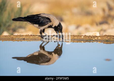 Kapuzenkrähe (Corvus cornix) am Wasser die Kapuzenkrähe ist ein weit verbreiteter Vogel, der in weiten Teilen Europas und des Nahen Ostens gefunden wird. Es ist ein omnivorous s Stockfoto