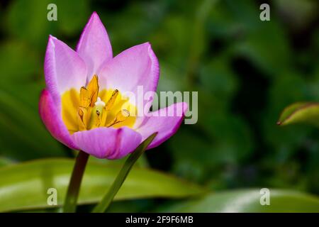 Tulipa Inselbogens (Bakeri Group) 'Lila Wonder' Stockfoto