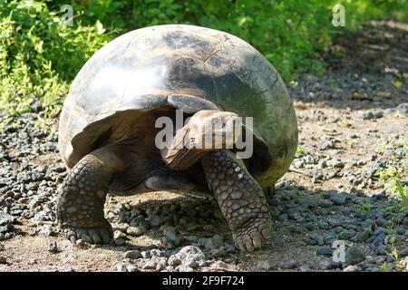 Galapagos Riesenlandschildkröte auf einem Pfad in der Urbina Bay, Isabela Island, Galapagos, Ecuador Stockfoto