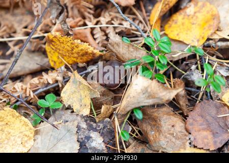 Nahaufnahme eines kleinen braunen Pilzes, versteckt zwischen gelben Herbstblättern auf dem Boden im Wald. Hobbies beim Essen und Pilzen. Stockfoto