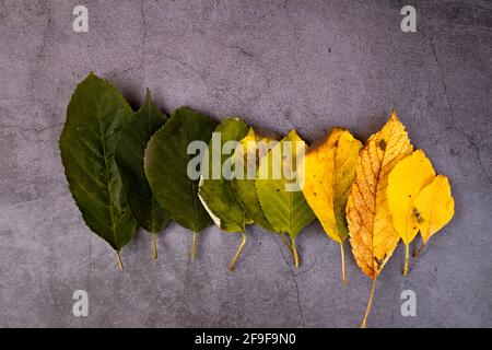 Herbstkonzept. Herbstblätter werden in einer Reihe auf einem dunklen Hintergrund mit Herbsttönen gestapelt. Grün orange und gelbe Blätter. Stockfoto
