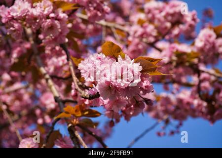 Blühende rosa Kirschblüten in Deutschland mit blauem Himmel Hintergrund. Stockfoto