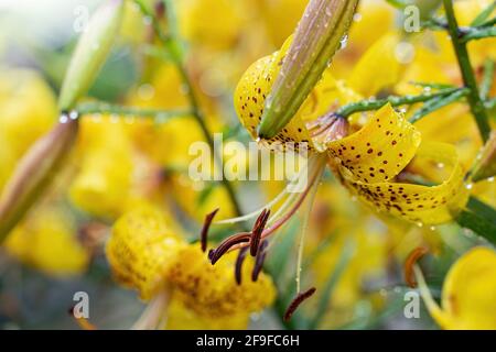 Nach dem Regen ist die gelbe Lilie im Garten nass. Stockfoto