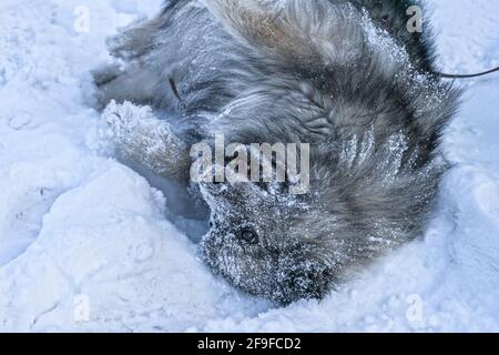 Keeshond Hund spielt im Schnee und freut sich darauf zu liegen Sein Rücken Stockfoto