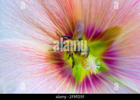 Biene sammelt Blumennektar von malva aus nächster Nähe. Stockfoto