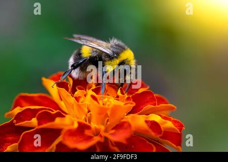 Die Biene sammelt an einem Frühlingstag Blütennektar von Ringelblume. Stockfoto