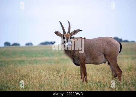 Roan Antilope aus auch im Regen, Mokala National Park in Südafrika Stockfoto