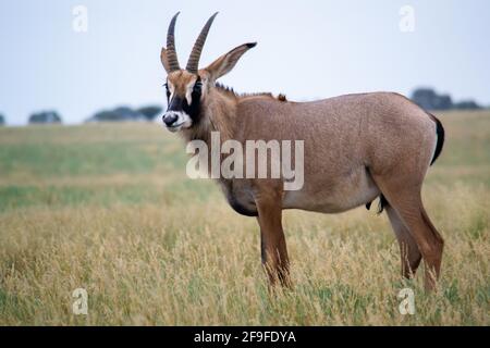 Roan Antilope aus, auch in der Kälte und Nebel, Mokala National Park in Südafrika Stockfoto