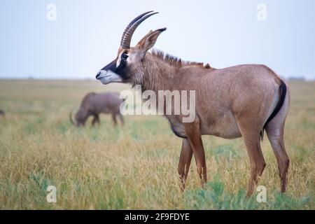 Roan Antilope raus auch in der Kälte, Mokala National Park in Südafrika Stockfoto