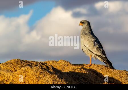 Genießen Sie die Sonne nach dem Sturm, ein blassen Gesang Goshawk im Mokala National Park in Südafrika. Stockfoto