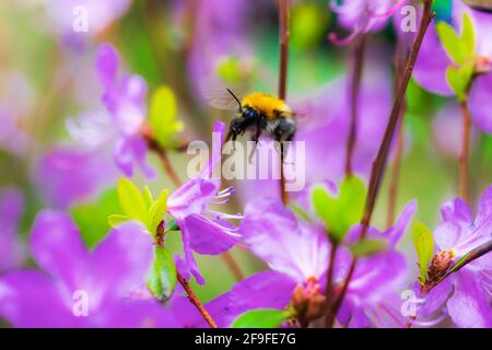 Eine Biene sammelt an einem Frühlingstag Blütennektar aus Mandel. Stockfoto