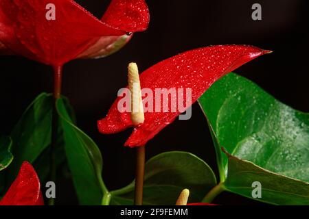 Die rote, herzförmige Anthuriumblume ist die Flamingo-Blume, Anthurium andreanum, ein Symbol für das männliche Glück und Wohlbefinden im Haus. Makro schließen- Stockfoto