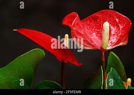 Die rote, herzförmige Anthuriumblume ist die Flamingo-Blume, Anthurium andreanum, ein Symbol für das männliche Glück und Wohlbefinden im Haus. Makro schließen- Stockfoto