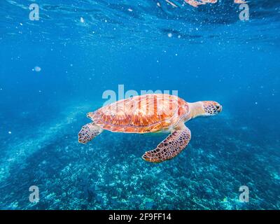 Eine Schildkröte unter Wasser, die in der Natur schwimmend ist Stockfoto