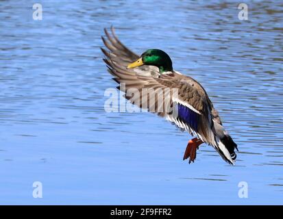 Mallard Ente Landung auf dem See, Quebec, Kanada Stockfoto