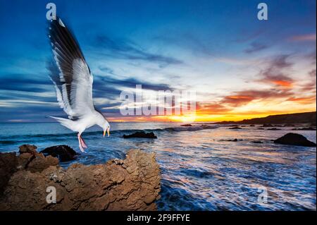 Kalifornische Möwe (Larus Californicus), die bei Sonnenuntergang auf einem Felsen landet, Leo Carrillo State Park, Kalifornien, Amerika, USA. Stockfoto