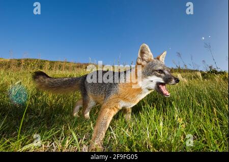 Nahaufnahme von Island Fox (Urocyon littoralis), Santa Cruz, Channel Islands, California, USA Stockfoto