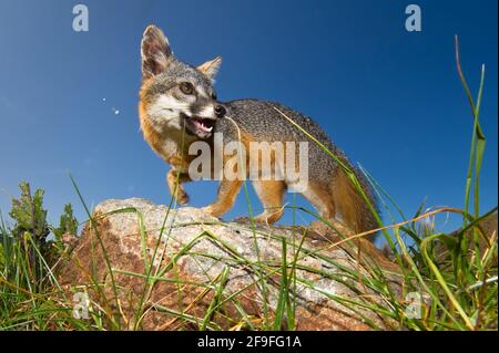 Nahaufnahme von Island Fox (Urocyon littoralis), Santa Cruz, Channel Islands, California, USA Stockfoto