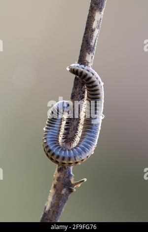 Caterpillar in seiner natürlichen Umgebung. Stockfoto