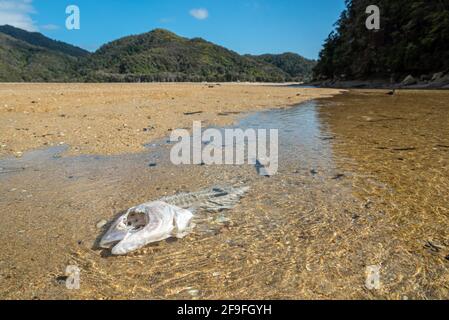 Ein Fischskelett an einem Bach in der Torrent Bay im Abel Tasman National Park, Neuseeland Stockfoto