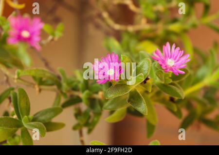 Eine Nahaufnahme der delosperma cooperi Pflanze mit ihrer charakteristischen Farbige Blüten Stockfoto