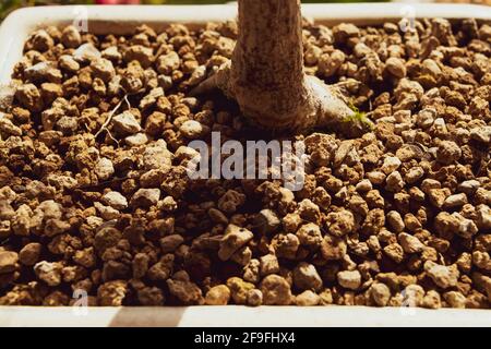 Eine Nahaufnahme des acer palmatum bonsai mit seiner charakteristischen Eigenschaft Rinde Stockfoto