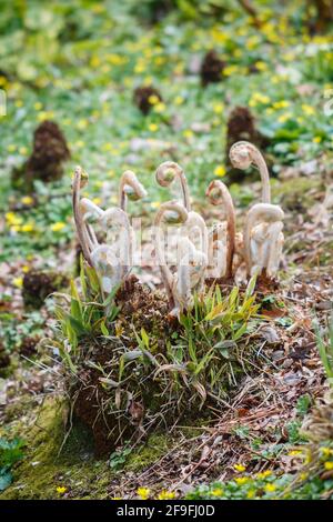 Junge Wedel des asiatischen Königsfarns, Osmonda Japonica, wachsen und entfalten sich im Garten von Beth Chatto in Colchester, Essex Stockfoto