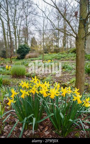 Ein Klumpen von gelben Narzissen, die im Wald im Garten von Beth Chatto in Colchester, Essex, blühen Stockfoto