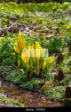 Lysichiton americanus (gelber Skunk-Kohl, amerikanischer Skunk-Kohl) wächst in Feuchtgebieten im Garten von Beth Chatto in Colchester, Essex Stockfoto