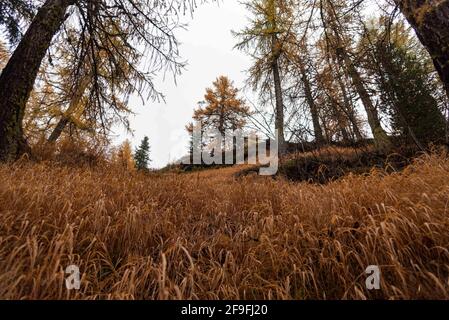 Ein orangefarbener Herbsttag auf dem Weg zum Arpy-See im Aostatal (Italien). Stockfoto