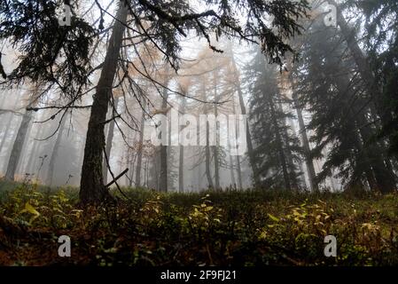 Herbst im Aostatal (Italien), auf dem Weg, der zum wunderschönen Arpy See führt. Stockfoto