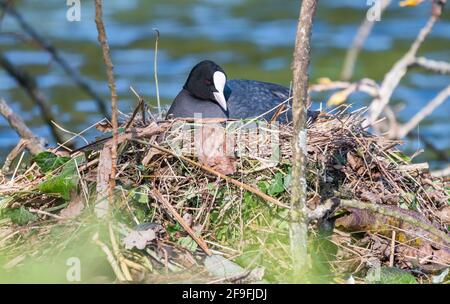 Erwachsener Eurasischer Russ (Fulica atra), der im Frühjahr auf einem Nest auf einem See in West Sussex, England, Großbritannien, sitzt. Stockfoto