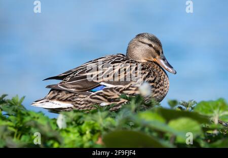 Seitenansicht einer erwachsenen Henne Mallard Duck (Anas platyrhynchos), die im Frühjahr an Land am Wasser in West Sussex, England, Großbritannien, steht. Stockfoto