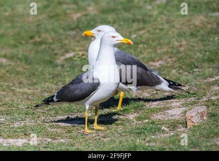 Paar Erwachsene kleine schwarze Schutzmöwen (Larus fuscus) auf dem Boden im Frühjahr in West Sussex, England, Großbritannien. Stockfoto