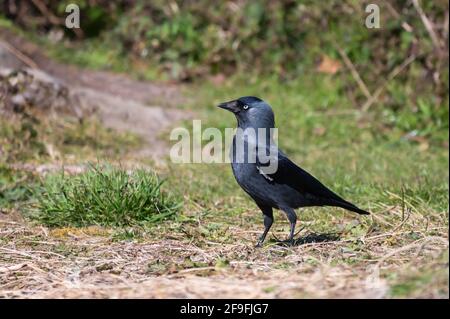 Seitenansicht einer Western Jackdaw, AKA Eurasische Jackdaw (Coloeus monedula), die im Frühjahr in West Sussex, England, auf dem Boden steht. Stockfoto