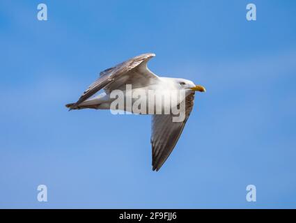 Die Jungmöwe (Larus argentatus) fliegt im Frühjahr gegen den blauen Himmel in West Sussex, England, Großbritannien. Möwe oder Möwe im Flug. Stockfoto