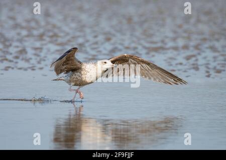 Jungtiere Heringsmöwe (Larus argentatus) mit ausgestreckten Flügeln, die von einem Strand in West Sussex, England, Großbritannien, abheben. Stockfoto