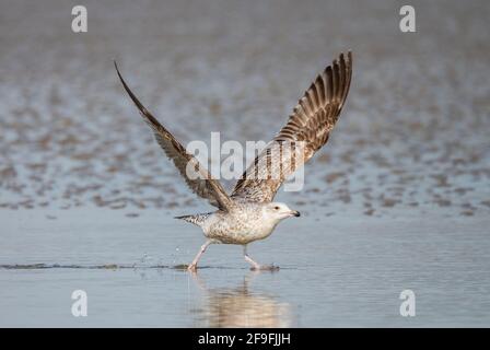 Jungtiere Heringsmöwe (Larus argentatus) mit ausgestreckten Flügeln, die von einem Strand in West Sussex, England, Großbritannien, abheben. Stockfoto
