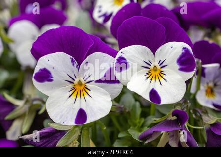 Nahaufnahme einer Gruppe zartvioletter Stiefmütterchen in einem Blumenbett. Stockfoto