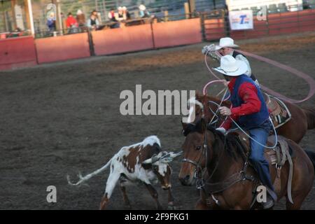 ELLENSBURG, WASHINGTON, VEREINIGTE STAATEN - 25. Apr 2009: Zwei Cowboys zu Pferd, die beim jährlichen CWU College Rodeo ev ein Lasso um ein Kalb werfen Stockfoto