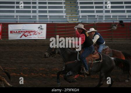 ELLENSBURG, WASHINGTON, USA - 25. Apr 2009: Zwei Cowboys werfen ihre Lassos nach einem Kalb beim jährlichen CWU College Rodeo-Event in die Luft. Stockfoto