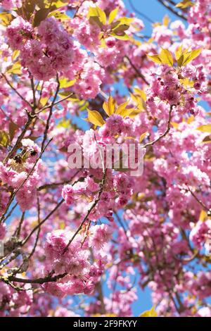 Rosa Kirsche blüht vor einem blauen Himmel. Stockfoto